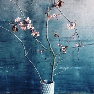 Meet your Posher, Emilia